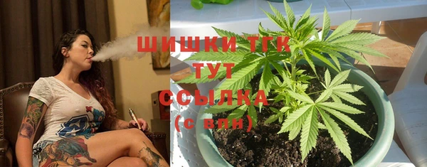 сатива Новокубанск